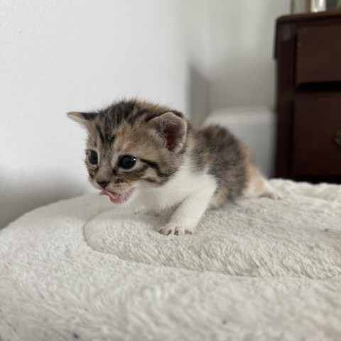 Toph, an adoptable Domestic Short Hair in Phoenix, AZ, 85086 | Photo Image 5