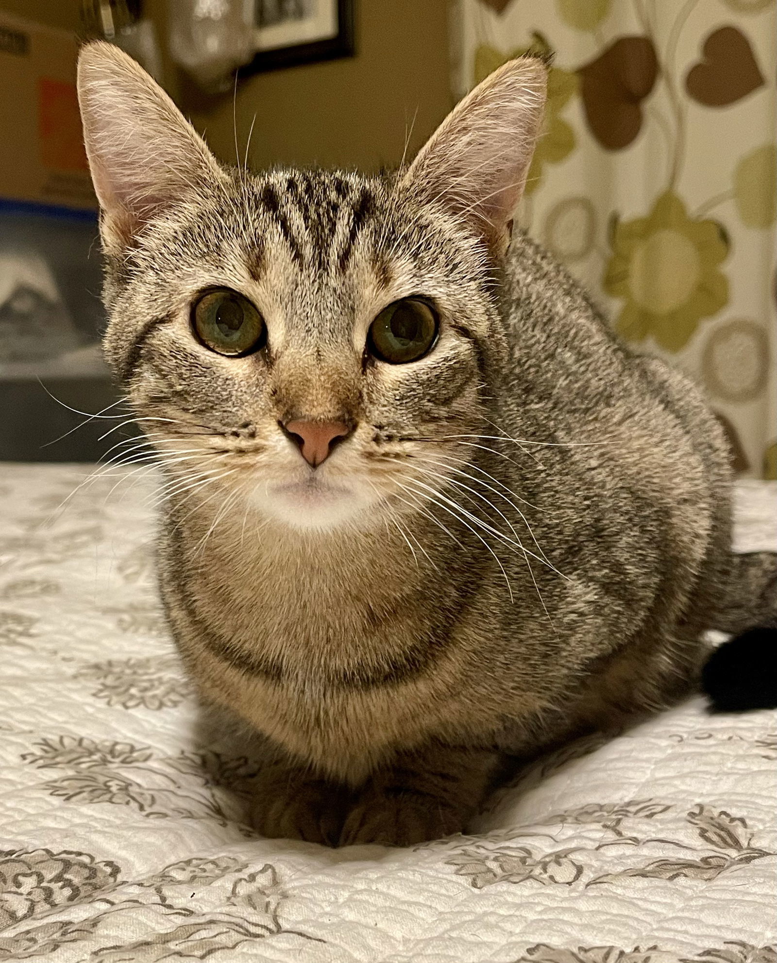 PEPPER ~ Gorgeous kitty!