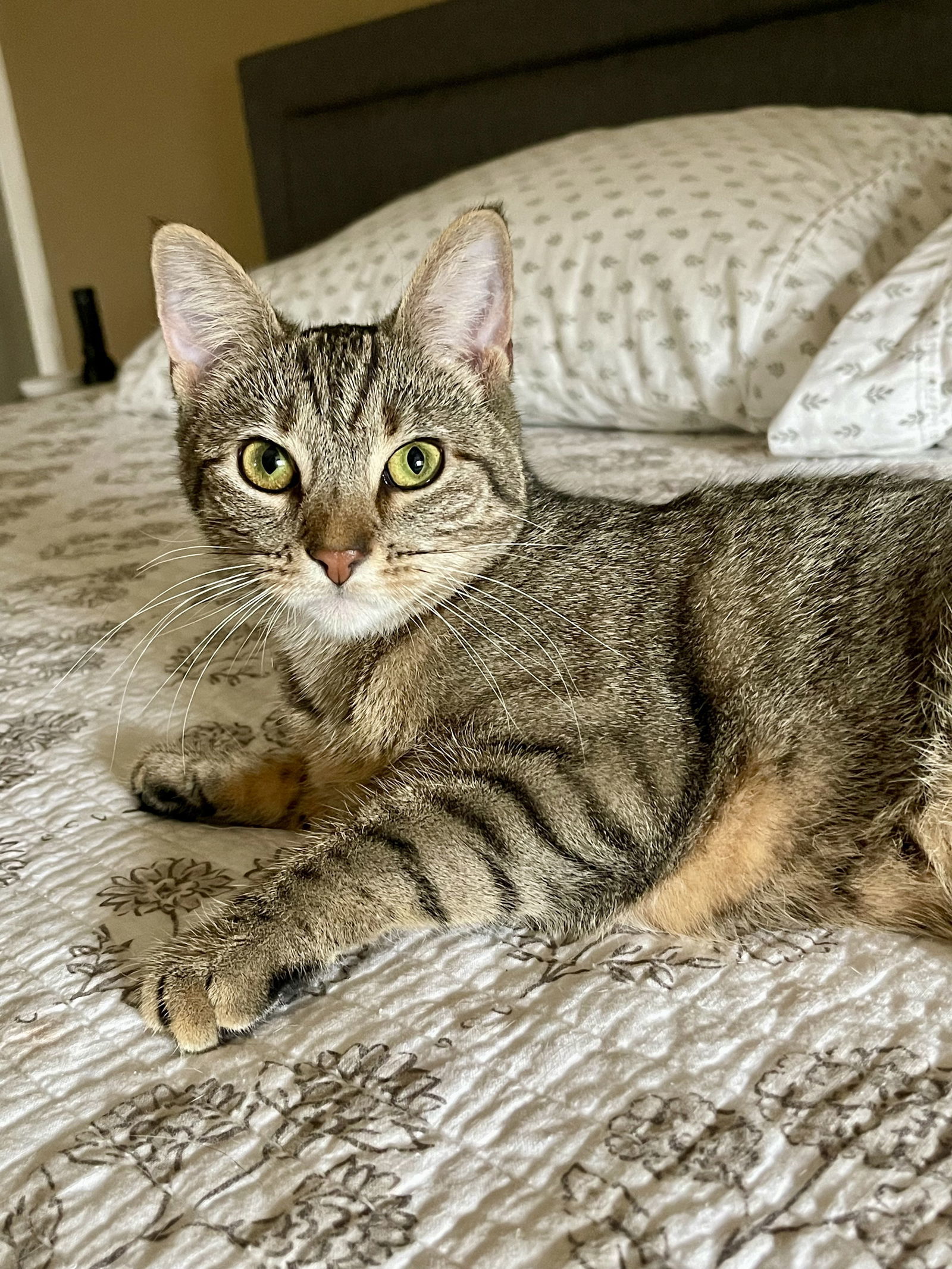 PEPPER ~ Gorgeous kitty!