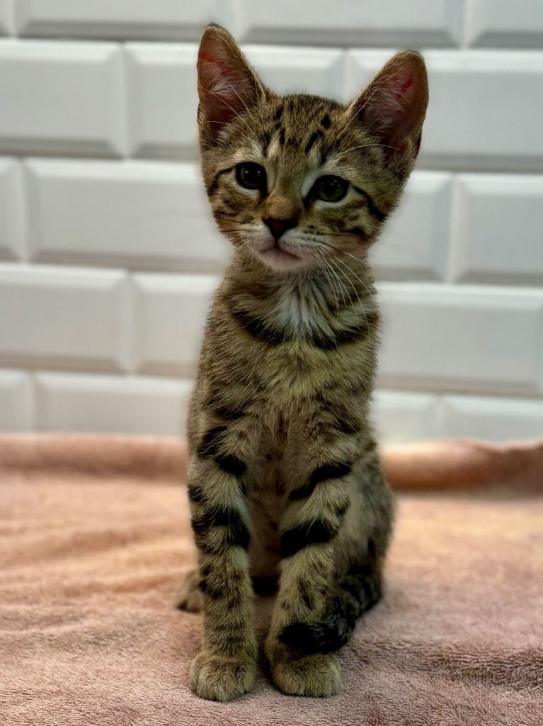 5/18/24 - Tigger, an adoptable Domestic Short Hair in Stillwater, OK, 74074 | Photo Image 1
