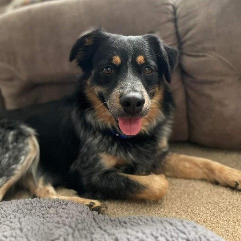 Otis, an adoptable Australian Shepherd, Australian Cattle Dog / Blue Heeler in Bismarck, ND, 58507 | Photo Image 1