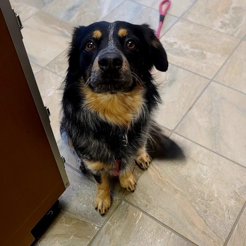 Otis, an adoptable Australian Shepherd, Australian Cattle Dog / Blue Heeler in Bismarck, ND, 58507 | Photo Image 2