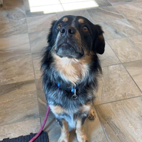 Otis, an adoptable Australian Shepherd, Australian Cattle Dog / Blue Heeler in Bismarck, ND, 58507 | Photo Image 3