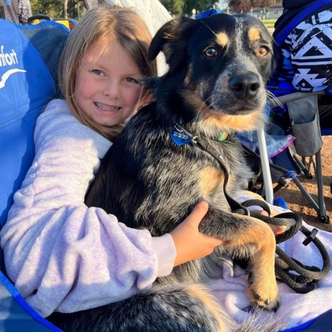 Otis, an adoptable Australian Shepherd, Australian Cattle Dog / Blue Heeler in Bismarck, ND, 58507 | Photo Image 4