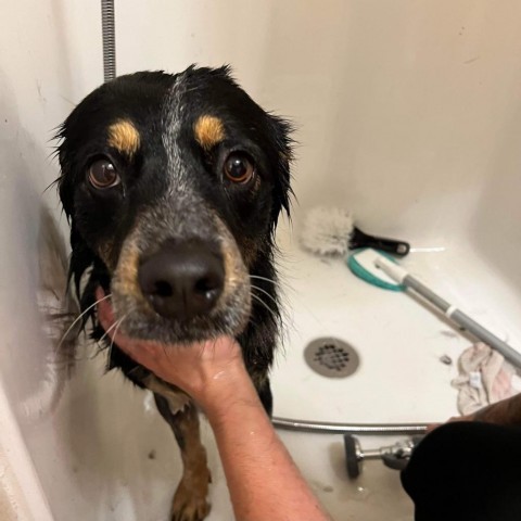 Otis, an adoptable Australian Shepherd, Australian Cattle Dog / Blue Heeler in Bismarck, ND, 58507 | Photo Image 5