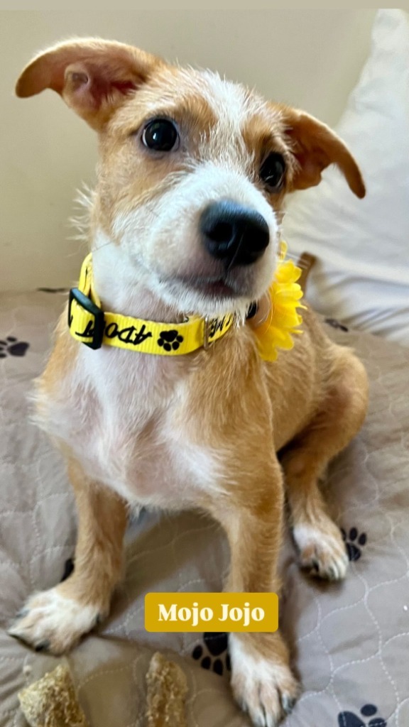 Mojo jojo, an adoptable Mixed Breed in San Juan de Abajo, NAY, 63732 | Photo Image 1