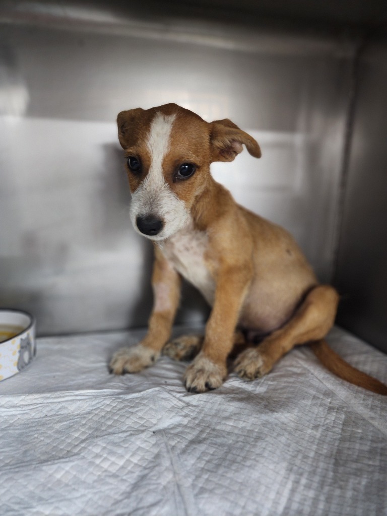 Mojo jojo, an adoptable Mixed Breed in San Juan de Abajo, NAY, 63732 | Photo Image 2