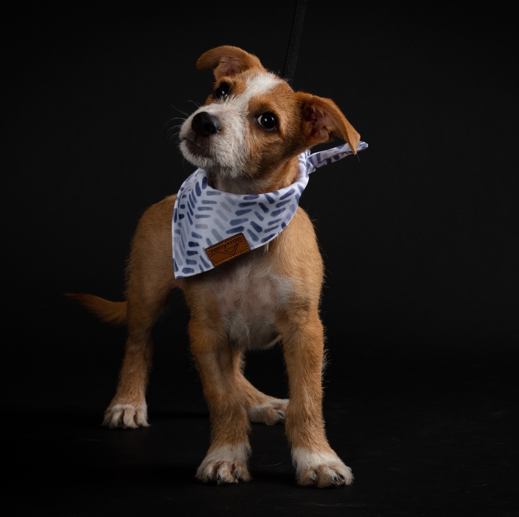 Mojo jojo, an adoptable Mixed Breed in San Juan de Abajo, NAY, 63732 | Photo Image 3