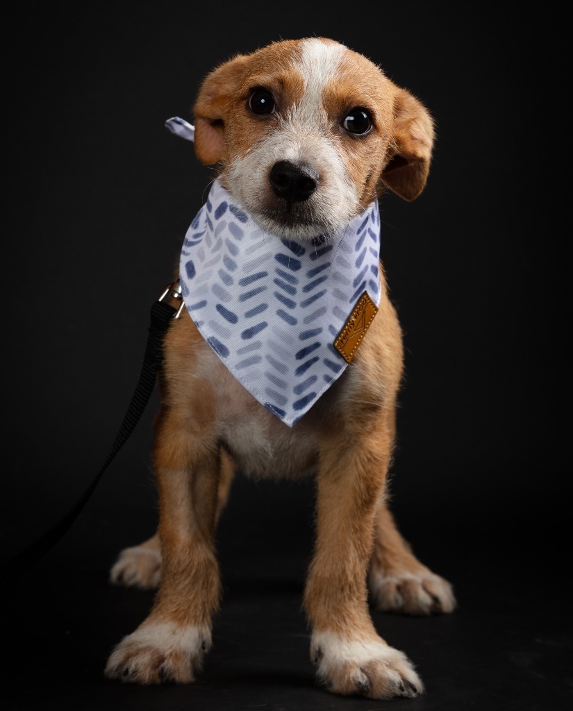 Mojo jojo, an adoptable Mixed Breed in San Juan de Abajo, NAY, 63732 | Photo Image 4