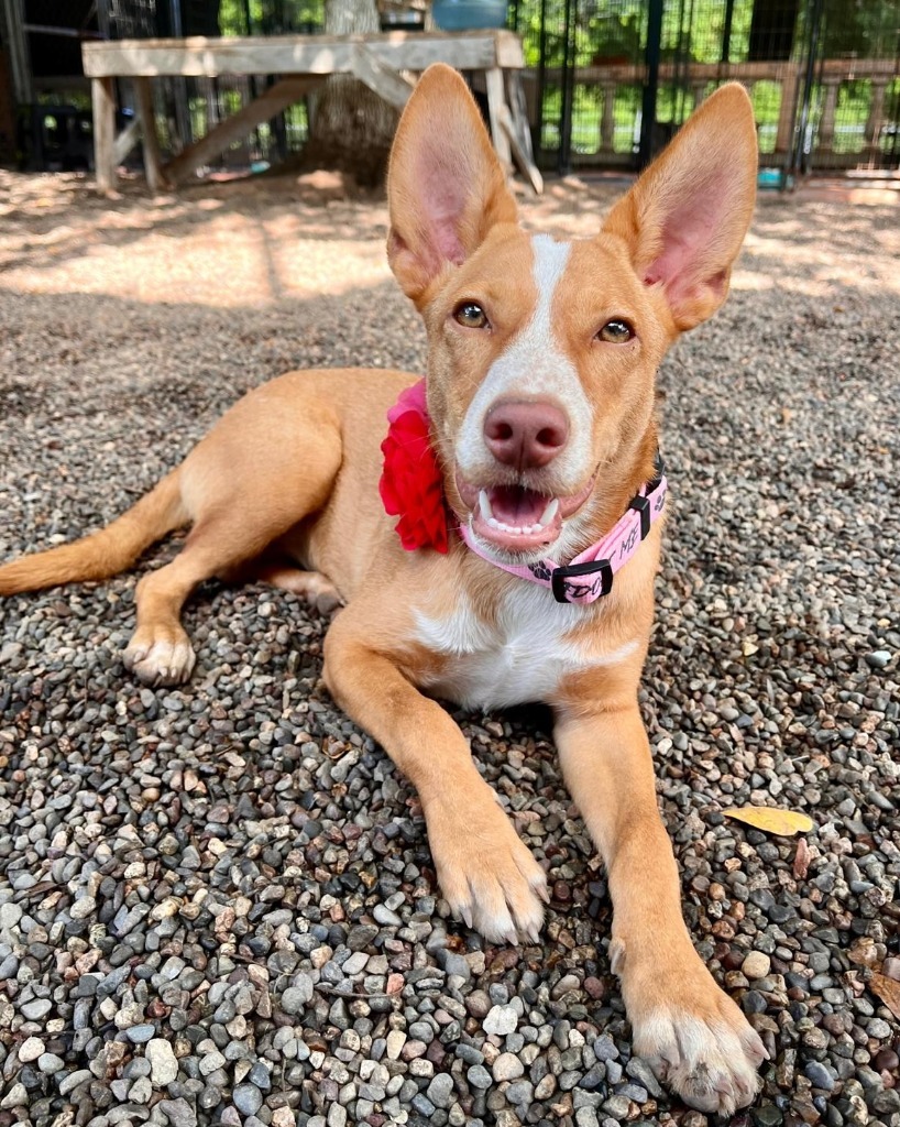 Blossom, an adoptable Mixed Breed in San Juan de Abajo, NAY, 63732 | Photo Image 1