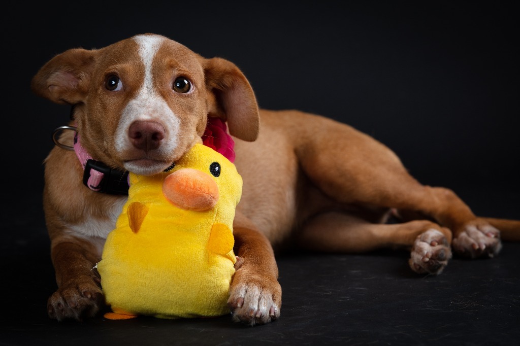 Blossom, an adoptable Mixed Breed in San Juan de Abajo, NAY, 63732 | Photo Image 2