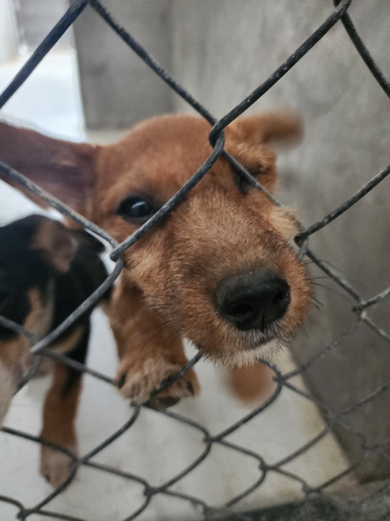 Bubbles, an adoptable Mixed Breed in San Juan de Abajo, NAY, 63732 | Photo Image 1