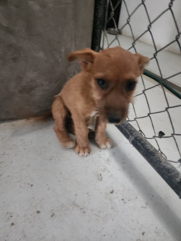 Bubbles, an adoptable Mixed Breed in San Juan de Abajo, NAY, 63732 | Photo Image 2