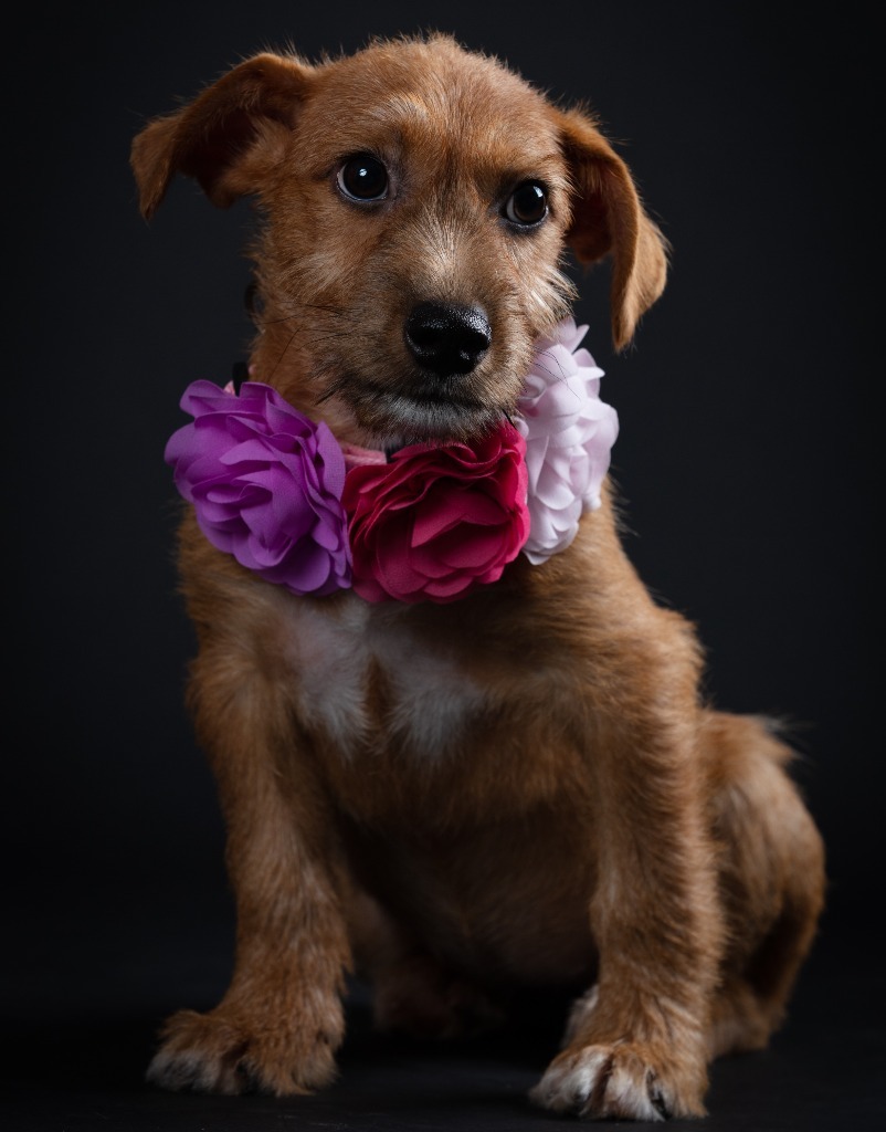 Bubbles, an adoptable Mixed Breed in San Juan de Abajo, NAY, 63732 | Photo Image 3