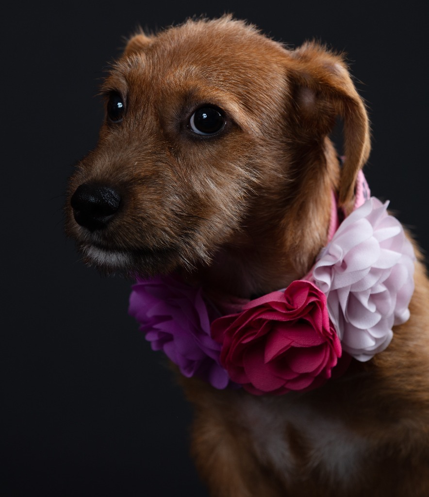 Bubbles, an adoptable Mixed Breed in San Juan de Abajo, NAY, 63732 | Photo Image 4