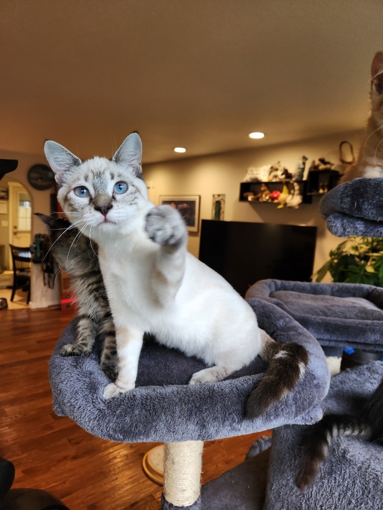 Aptos, an adoptable Snowshoe in Palmer, AK, 99645 | Photo Image 1