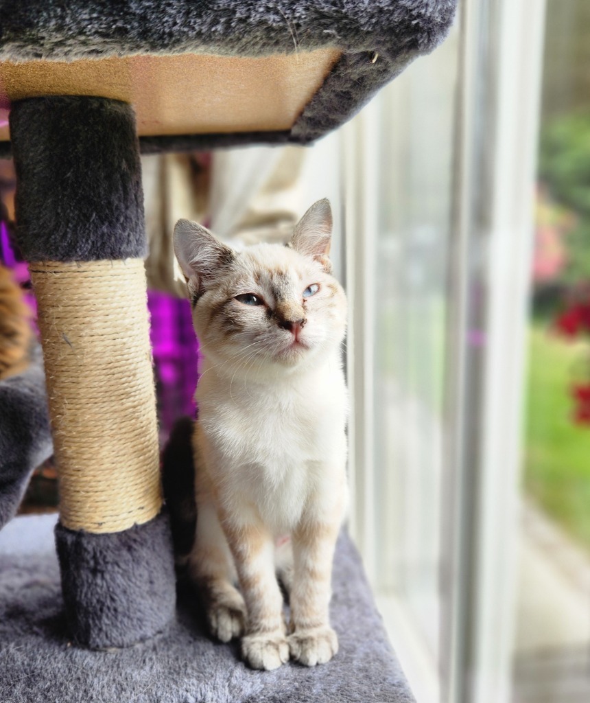 Aptos, an adoptable Snowshoe in Palmer, AK, 99645 | Photo Image 2