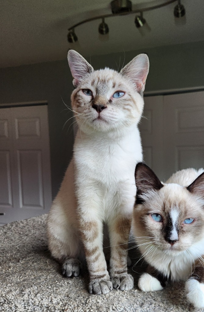 Aptos, an adoptable Snowshoe in Palmer, AK, 99645 | Photo Image 4