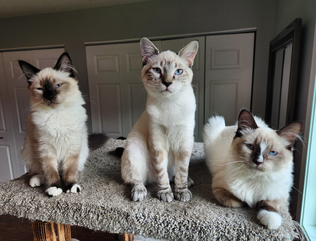 Aptos, an adoptable Snowshoe in Palmer, AK, 99645 | Photo Image 6