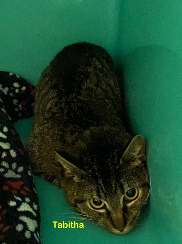 Tabitha, an adoptable Domestic Short Hair in Plattsburgh, NY, 12901 | Photo Image 1