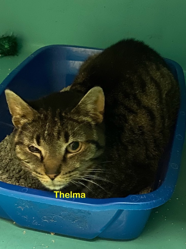 Thelma, an adoptable Domestic Short Hair in Plattsburgh, NY, 12901 | Photo Image 1