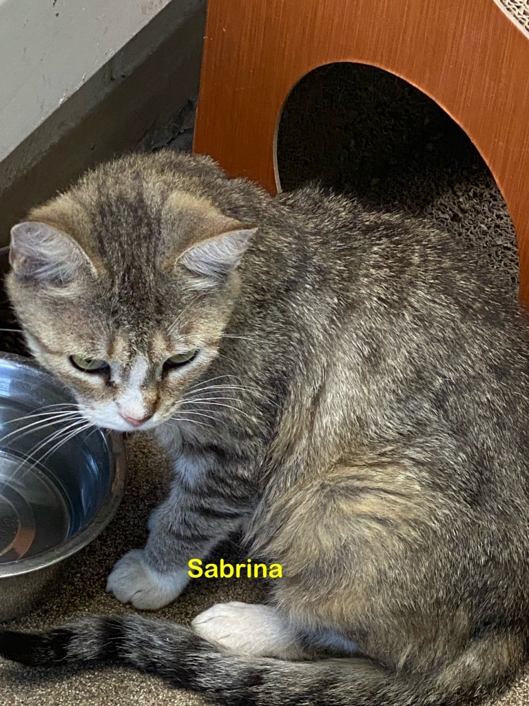 Sabrina, an adoptable Domestic Short Hair in Plattsburgh, NY, 12901 | Photo Image 1
