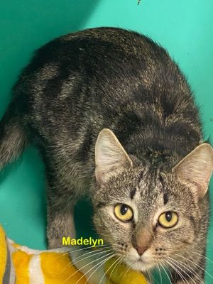 Madelyn, Adult Female Domestic Short Hair