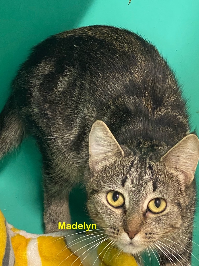 Madelyn, an adoptable Domestic Short Hair in Plattsburgh, NY, 12901 | Photo Image 1