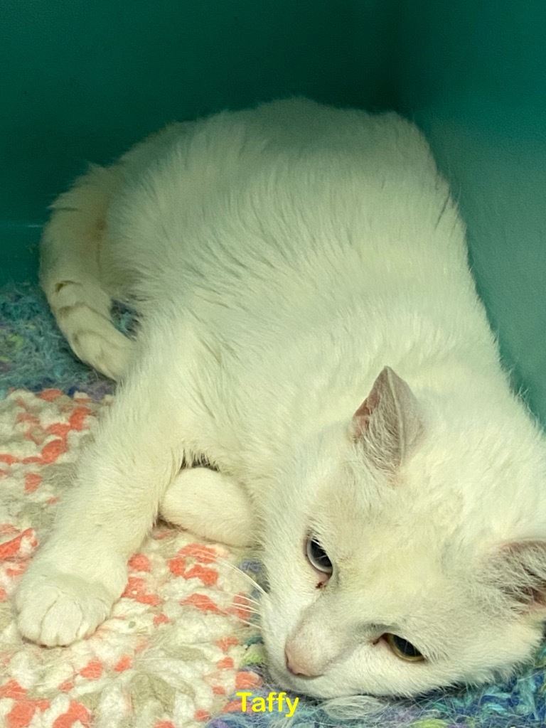 Taffy, an adoptable Domestic Short Hair in Plattsburgh, NY, 12901 | Photo Image 1
