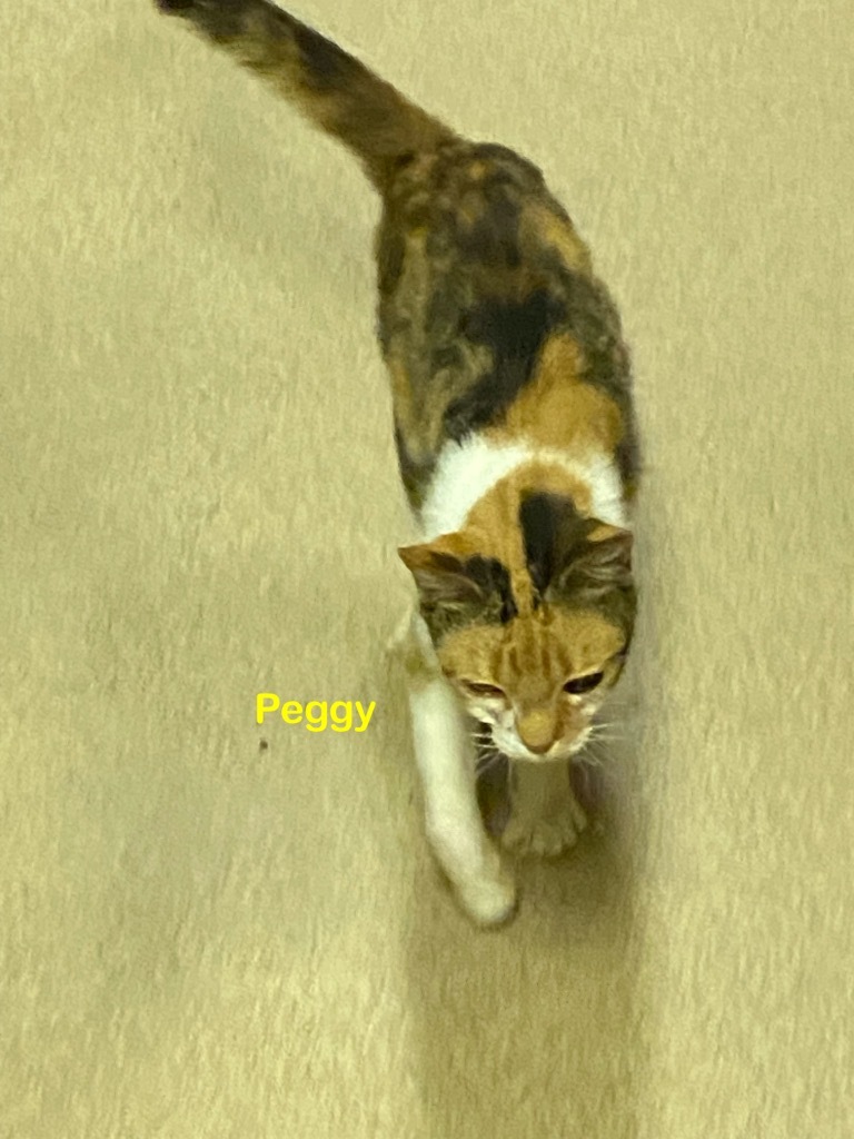 Peggy, an adoptable Domestic Short Hair in Plattsburgh, NY, 12901 | Photo Image 1