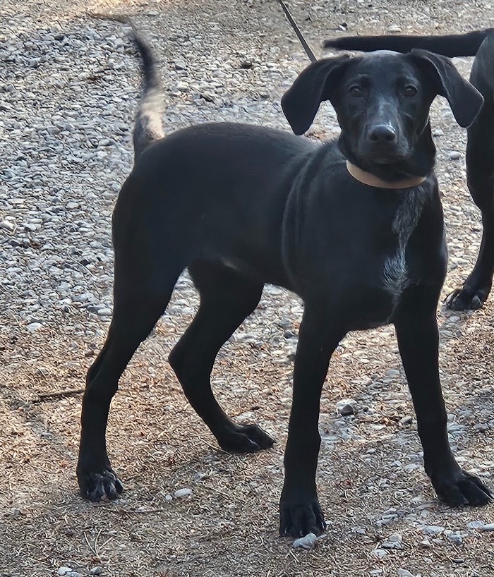 Saffron, an adoptable Black Labrador Retriever, Border Collie in Thompson Falls, MT, 59873 | Photo Image 1