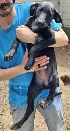 Saffron, an adoptable Black Labrador Retriever, Border Collie in Thompson Falls, MT, 59873 | Photo Image 2