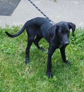 Saffron, an adoptable Black Labrador Retriever, Border Collie in Thompson Falls, MT, 59873 | Photo Image 3