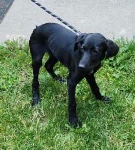 Saffron, an adoptable Black Labrador Retriever, Border Collie in Thompson Falls, MT, 59873 | Photo Image 4