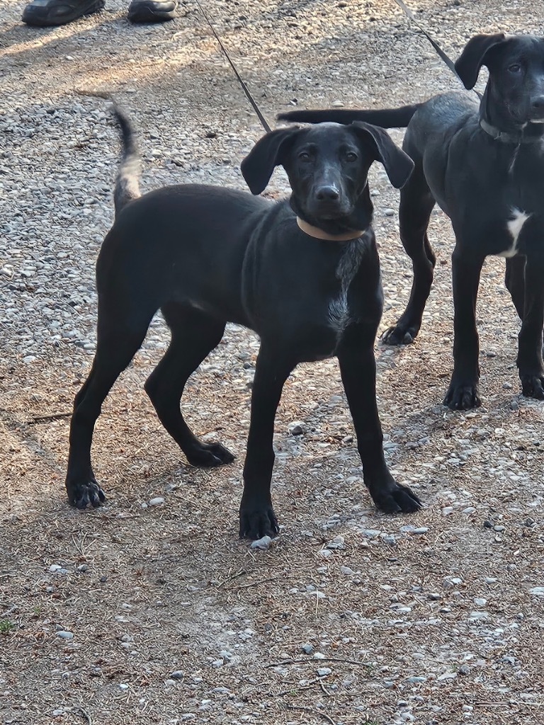 Saffron, an adoptable Black Labrador Retriever, Border Collie in Thompson Falls, MT, 59873 | Photo Image 5