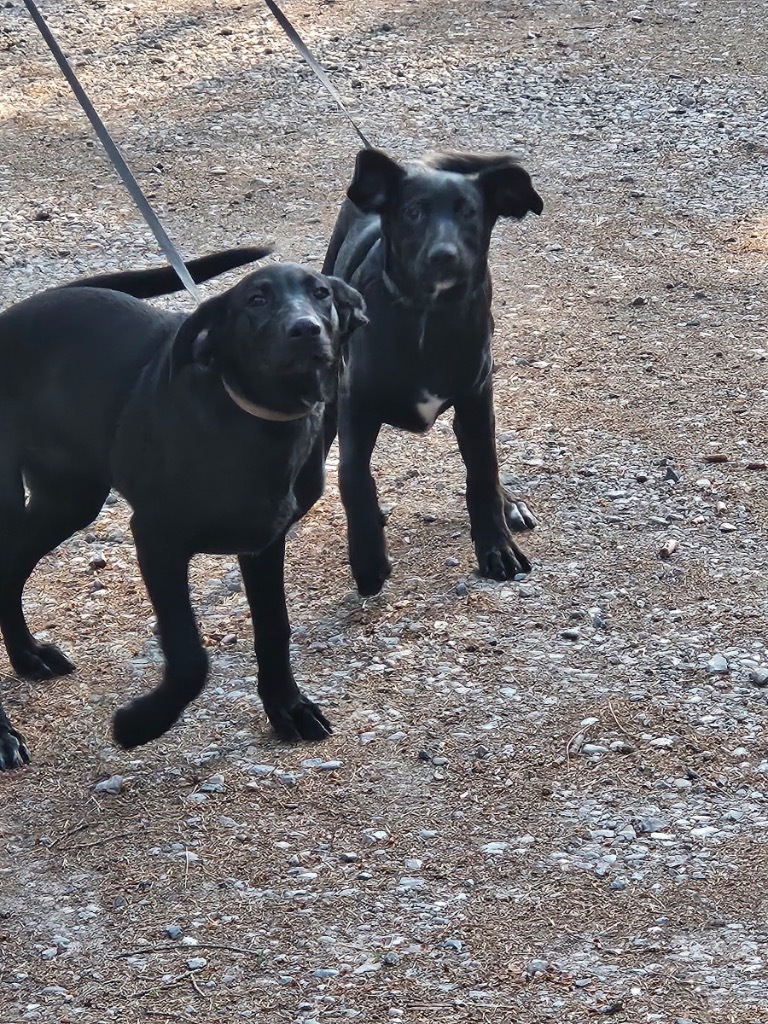 Saffron, an adoptable Black Labrador Retriever, Border Collie in Thompson Falls, MT, 59873 | Photo Image 6