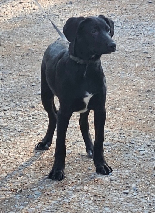 Serra, an adoptable Black Labrador Retriever, Border Collie in Thompson Falls, MT, 59873 | Photo Image 1