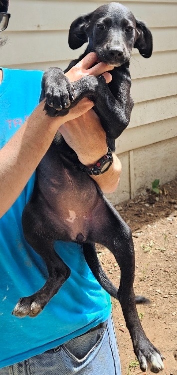 Serra, an adoptable Black Labrador Retriever, Border Collie in Thompson Falls, MT, 59873 | Photo Image 2