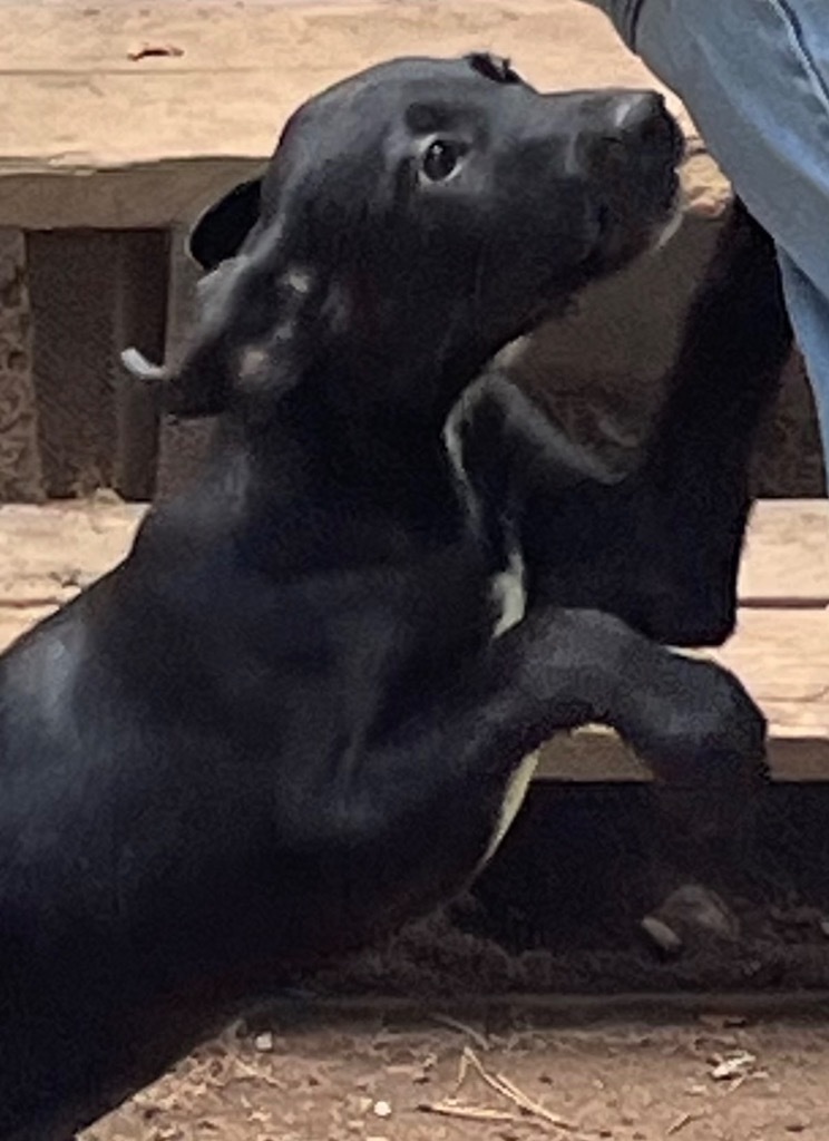 Serra, an adoptable Black Labrador Retriever, Border Collie in Thompson Falls, MT, 59873 | Photo Image 3