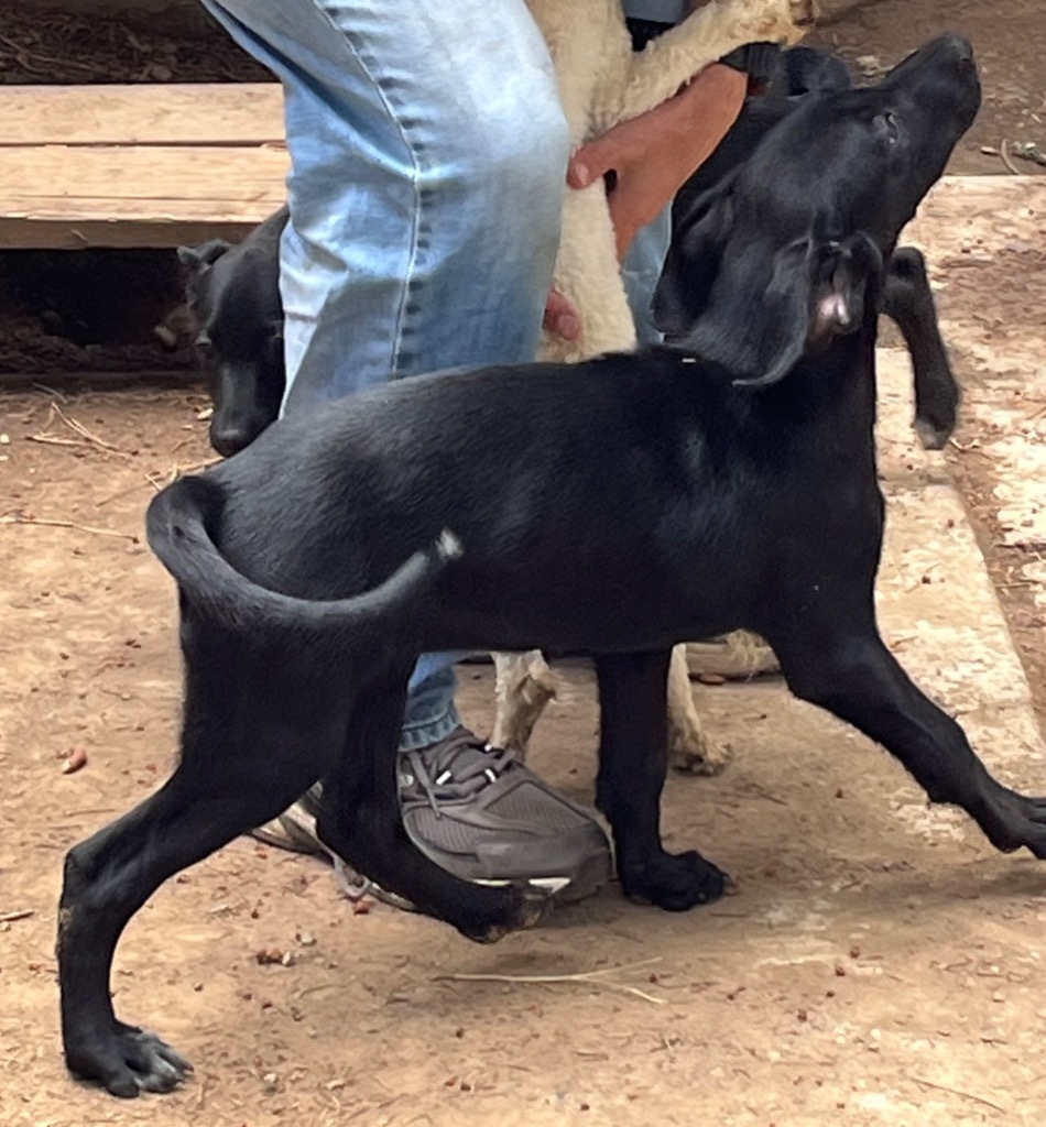 Serra, an adoptable Black Labrador Retriever, Border Collie in Thompson Falls, MT, 59873 | Photo Image 4