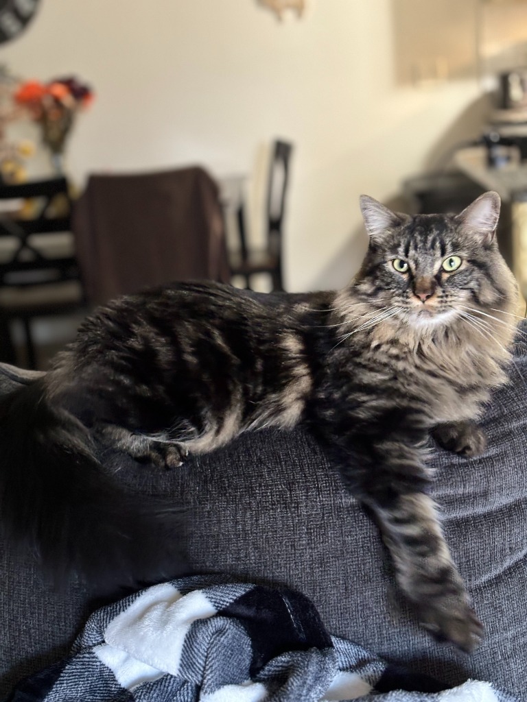 Kiki Nightshade, an adoptable Domestic Short Hair in Salt Lake City, UT, 84117 | Photo Image 1