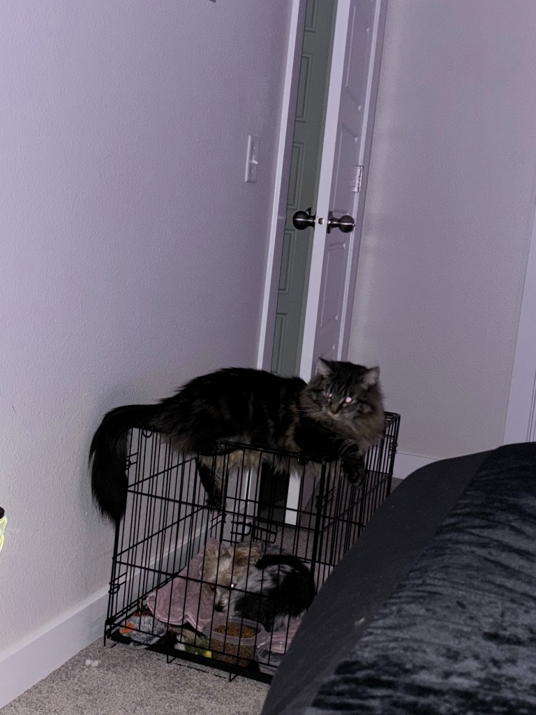 Kiki Nightshade, an adoptable Domestic Short Hair in Salt Lake City, UT, 84117 | Photo Image 3