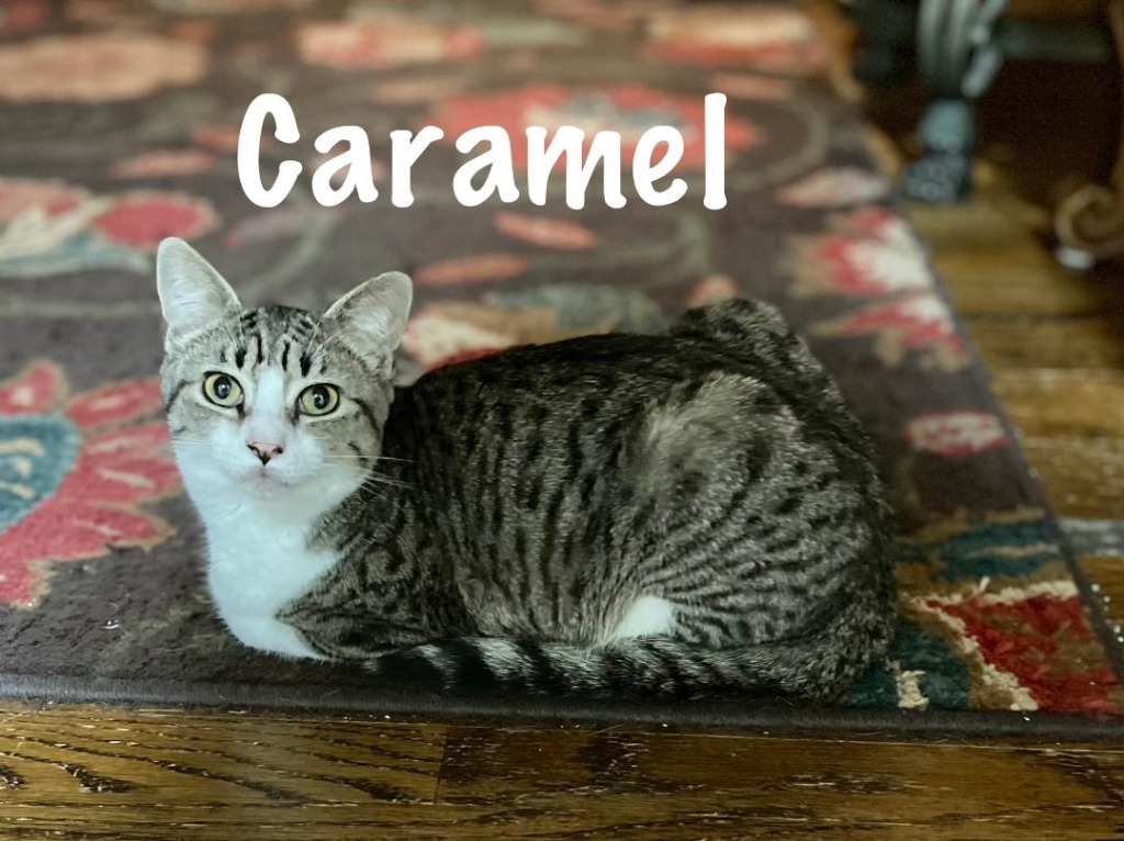 Caramel, an adoptable Domestic Short Hair in Hoover , AL, 35226 | Photo Image 1
