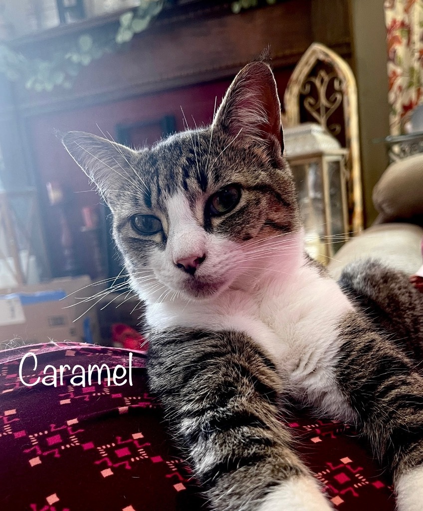 Caramel, an adoptable Domestic Short Hair in Hoover , AL, 35226 | Photo Image 1