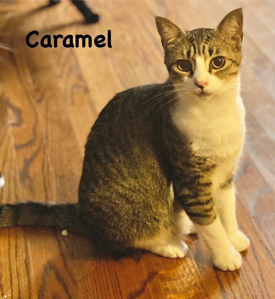Caramel, an adoptable Domestic Short Hair in Hoover , AL, 35226 | Photo Image 1
