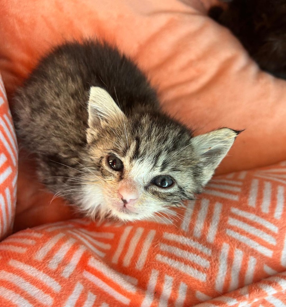 Caramel, an adoptable Domestic Short Hair in Hoover , AL, 35226 | Photo Image 2
