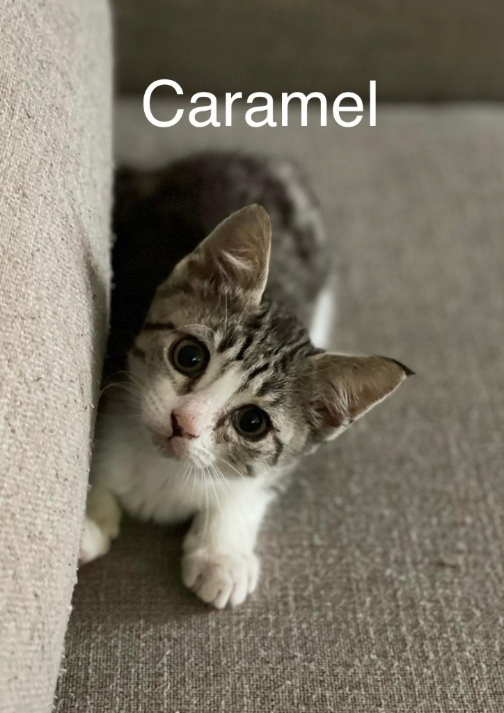 Caramel, an adoptable Domestic Short Hair in Hoover , AL, 35226 | Photo Image 3