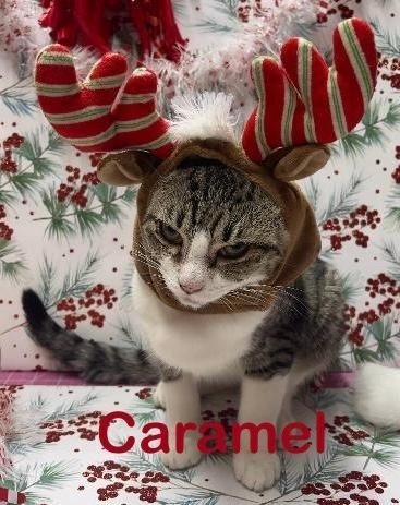 Caramel, an adoptable Domestic Short Hair in Hoover , AL, 35226 | Photo Image 4