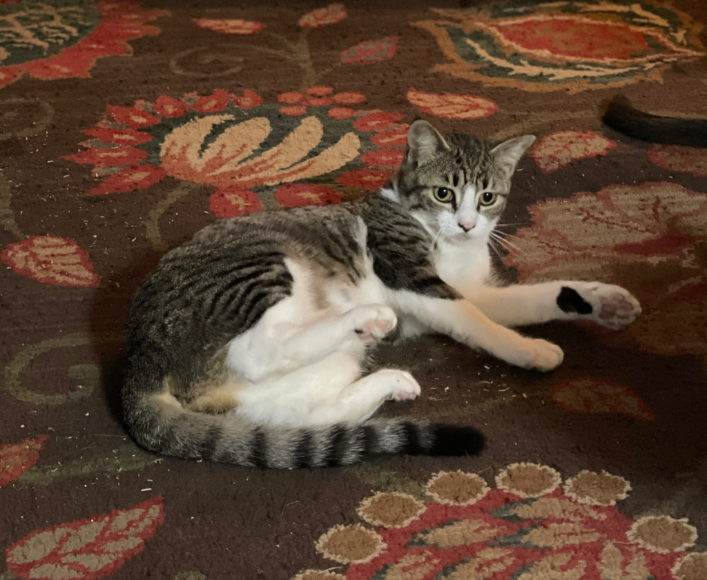 Caramel, an adoptable Domestic Short Hair in Hoover , AL, 35226 | Photo Image 6