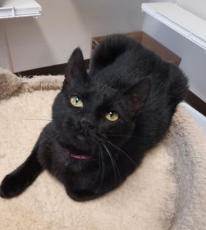 Sabrina, Adult Female Domestic Short Hair